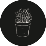 Ein Icon von einer Basilikumpflanze in einem Topf in schwarz-weiß.